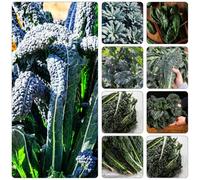kale decoro di ufficio semi interni esotici giardino perenni verde selvaggio inverno 150pcs