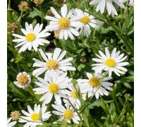 Kalimeris Alba - Astro Giapponese da Bordura per Giardino Esterno
