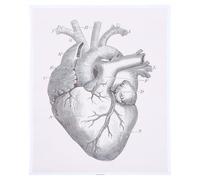KALLORY Carta Anatomica del Cuore Umano, Tela in Fibra Chimica