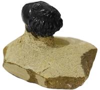 Kaltner Präsente Idea regalo - Fossili del tempo primordiale pietrificati: fossili trilobiti Trilobite Gerastos dal Marocco/materiali didattici Fossili (Ø 5 cm)