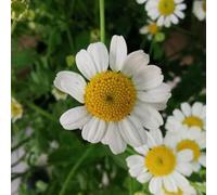 Kamille romana - Chamaemelum nobile perenne resistenti al sole decorativo di primavera semi esotici giardino balcone serra 300pcs