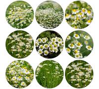 Kamille romana - Chamaemelum nobile perenne resistenti al sole semi esotici riverdimento tetti balcone con parterre semi 250pz