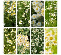 Kamille romana - Chamaemelum nobile perenni di resistente selvaggi di primavera interni giardino decorazione semi selvaggi balcone 600pcs