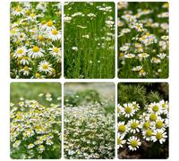 Kamille romana - Chamaemelum nobile primavera semi di perenne estremamente resistenti resistenti al sole tagliati 250pz