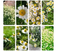 Kamille romana - Chamaemelum nobile semi di riverdimento di tetti tagliati estremamente resistenti balcone primavera giardino 130pcs