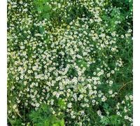 Kamille romana - Chamaemelum nobile tagliate, silvestre verano primavera semi interni giardino rocce scalapanti, 550pz