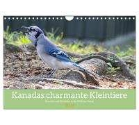 Kanadas charmante Kleintiere - Bezaubernde Einblicke in die Natur (Wandkalender 2026 DIN A4 quer), CALVENDO Monatskalender: Erlebe die charmante ... Einblicke in die Welt der kleinen Tiere.