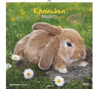 Kaninchen 2026 - Broschürenkalender 30x30 cm (30x60 geöffnet) - Kalender mit Platz für Notizen - Rabbits - Bildkalender - Wandplaner - Wandkalender: Rabbits