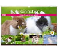 Kaninchen. Putzig, flauschig und geliebt (Wandkalender 2026 DIN A2 quer), CALVENDO Monatskalender: Die beliebten und kuscheligen Gesellen mit den langen Ohren