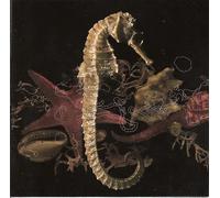 Kaolin - De Retour Dans Nos Criques