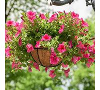 Katnetoly 6 Pezzi di Fibra di Cocco Naturale Cesto di Cocco Fodera di Ricambio per Cesti Appesi Fioriere Fiori