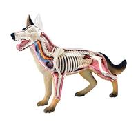 Katnetoly Animale Organo Anatomia Modello 4D Cane Intelligenza Assemblaggio Giocattolo Insegnamento Anatomia Modello DIY Elettrodomestici Scientifici Popolari