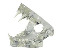 Katnetoly Denti Canini Trasparenti Modello Anatomico Animali Dentali Mascella Dentale per Strumento Educativo Veterinario (Gatto) Facile da Usare