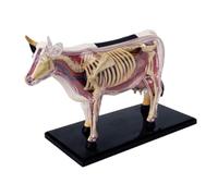Katnetoly Modello di Anatomia di Organi Animali 4D Intelligenza di Mucca Assemblaggio di Giocattoli Modello di Anatomia Didattica Mucca Modello Assemblato di Animali