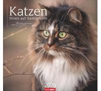 Katzen - Diven auf Samtpfoten Kalender 2026: Eigenwillig und geliebt: Katzen-Porträts in einem großen Wandkalender. Tierkalender 2026 für Katzenfans. 48 x 46 cm