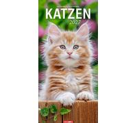 Katzen Kalender 2027: Ein XL Wandkalender, der die Samtpfoten perfekt in Szene setzt. Katzen und Kätzchen in einem länglichen Kalender. 33 x 68 cm Hochformat