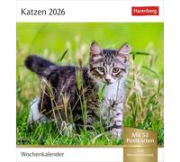 Katzen Postkartenkalender 2026 - Wochenkalender mit 53 Postkarten: Jede Woche ein süßes Kätzchen im Postkarten-Fotokalender. Tischkalender für Katzenfans