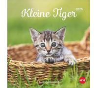 Katzen Postkartenkalender Kleine Tiger 2026: Entzückende Katzenkinder in einem kleinen Kalender zum Aufhängen oder Aufstellen. Tierischer Postkarten-Fotokalender für Katzenfans.