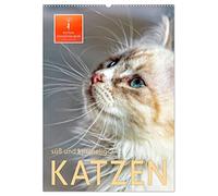 Katzen - süß und kuschelig (Wandkalender 2026 DIN A2 hoch), CALVENDO Monatskalender: Wunderschöne Kätzchen-Bilder.