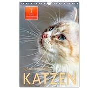 Katzen - süß und kuschelig (Wandkalender 2026 DIN A4 hoch), CALVENDO Monatskalender: Wunderschöne Kätzchen-Bilder.