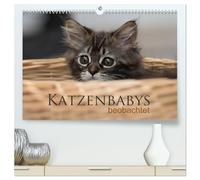 Katzenbabys beobachtet (hochwertiger Premium Wandkalender 2026 DIN A2 quer), Kunstdruck in Hochglanz: Dreizehn zauberhafte Bilder der süßen ... viel Spaß und entdecken neugierig die Welt.