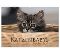 Katzenbabys beobachtet (Wandkalender 2026 DIN A2 quer), CALVENDO Monatskalender: Dreizehn zauberhafte Bilder der süßen Katzenbabys. Mit der Kamera ... viel Spaß und entdecken neugierig die Welt.