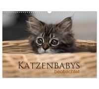 CALVENDO - Calendario mensile 2027 in formato DIN A3 orizzontale: tredici immagini incantevoli dei simpatici cuccioli di gatti. Osservati con la fotocamera, sono molto divertenti e scopriranno di