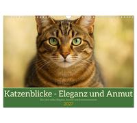 Katzenblicke - Eleganz und Anmut (Wandkalender 2027 DIN A3 quer), CALVENDO Monat
