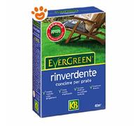 KB Evergreen RINVERDENTE → 5 kg - Concime Rinverdente per Prato, Tappeti Erbosi