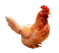 Kbnuetyg 40cm Realistic Chicken Plush Pillow Soft Funny Stuffed Animal Toy | 40cm Realistic Chicken Plush Pillow With A Soft And Funny Design, Suitable For Kids, Adults, Nurseries, Sofas, Bedrooms