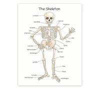KCDFDVJFBM Anatomy Poster Human Skeleton Chart Bone Structure and Skeletal System for Science Classroom(Unframed,12x18inch(30x45cm))