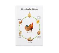 KCDFDVJFBM Biology Classroom Decor Poster Chicken Life Cycle Science Chart Educational Farm Animal Growth Stages Wall-Art for Home School(Unframed,12x18inch(30x45cm))