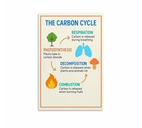 KCDFDVJFBM Biology Geography Poster The Carbon Cycle Diagram Educational Print for Classroom Wall Decor School Teacher Aid Science Study Visual Learning Material(Framed,08x12inch(20x30cm))