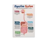 KCDFDVJFBM Gastrointestinal System GI Tract Poster, Detailed Medical Illustration, Physiotherapy Office Art, Healthcare Professional Decor (Unframed,08x12inch(20x30cm))