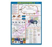 KCDFDVJFBM Genetics Biology Poster Fruit Fly Drosophila Science Classroom Decor Educational Chart for University Teaching(Framed,12x18inch(30x45cm))