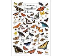 KCDFDVJFBM Student Educational Poster of Texas Butterflies, Vintage Insect Wall Art Print, Biology Classroom Decor Gift for Children Kids Room Home School(Framed,12x18inch(30x45cm))