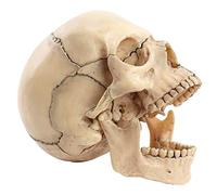 KCVC Cranio Anatomico Scomponibile Cranio Umano con 15 Parti Staccabili e Consistenza Chiara e Posizione Anatomica Precisa Modello Anatomico Teschio Umano per L'insegnamento Medicina e Arti