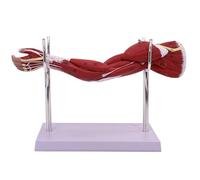 KDJFS Modello Anatomico Muscolare, 1/2 A Grandezza Naturale Modello Anatomico del Muscolo del Braccio con Indicatori Digitali di Posizione Anatomica e Base della Staffa per Formazione e Ricerca