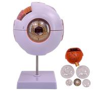 KDJFS Occhio Modello Anatomico 6X Corpo Umano Modello Anatomico Bulbo Oculare con 12 Etichette Numeriche di Posizione Anatomica et Manuale di Posizione Anatomica Inglese et 6 Parti Staccabili