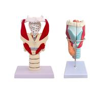 KDJFS Set di Modelli Anatomici del Sistema Vocale - Modello di Laringe Ingrandito e Modello di Corde Vocali per Insegnamento, Allenamento Vocale e Correzione del Linguaggio