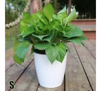Keep Your Plants Happy with the Lazy Flower Pot Imitation Porcellain Series
