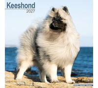 Keeshond 2027 Calendar | Square Wall Calendar | Dog Breed Gift | Plastic Free Packaging | by Avonside Publishing