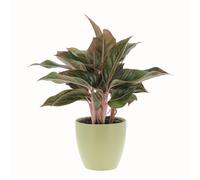 KENTIS - Aglaonema Light Star - Piante da Interno Purifica Aria - H 30-40 cm Vaso Ø 12 cm