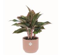 KENTIS - Aglaonema Light Star - Piante da Interno Purifica Aria - H 30-40 cm Vaso Ø 12 cm