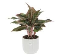 KENTIS - Aglaonema Light Star - Piante da Interno Purifica Aria - H 30-40 cm Vaso Ø 12 cm