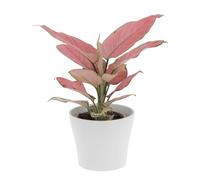 KENTIS - Aglaonema Pink Star - Piante da Interno Vere - Piante Purifica Aria da Appartamento - H 20-30 cm Vaso Ø 12 cm