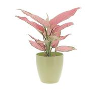 KENTIS - Aglaonema Pink Star - Piante da Interno Vere - Piante Purifica Aria da Appartamento - H 30-40 cm Vaso Ø 12 cm