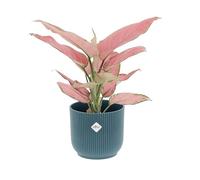 KENTIS - Aglaonema Pink Star - Piante da Interno Vere - Piante Purifica Aria da Appartamento - H 30-40 cm Vaso Ø 12 cm