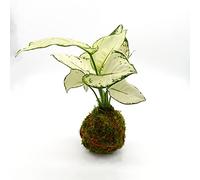 KENTIS - Aglaonema White Joy Kokedama con Filo Rosso - Piante Vere da Interno - Pianta Decorativa da Appartamento - Idea Regalo San Valentino -H 20-30 cm