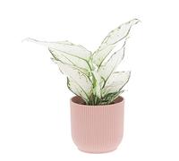 KENTIS - Aglaonema White Joy - Piante da Interni Vere - Pianta Purifica Aria da Appartamento - H 20-30 cm Vaso Ø 12 cm